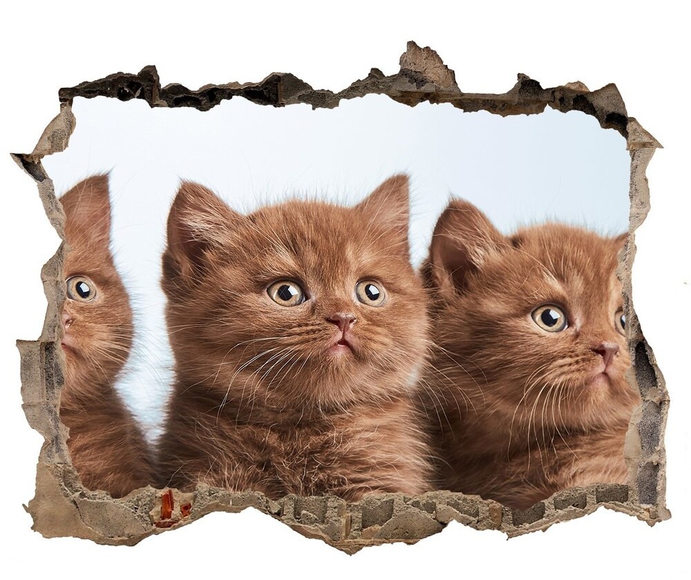 Wallmuralia.pl Dziura 3d fototapeta na ścianę Kotki na ręczniku