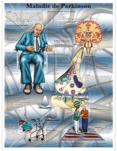 3B Scientific anatomiczne krojenia VR2629UU