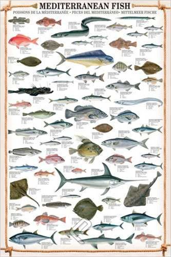 empireposter Educational plakat Mediterranean Fish + artykuły dodatkowe (648990)
