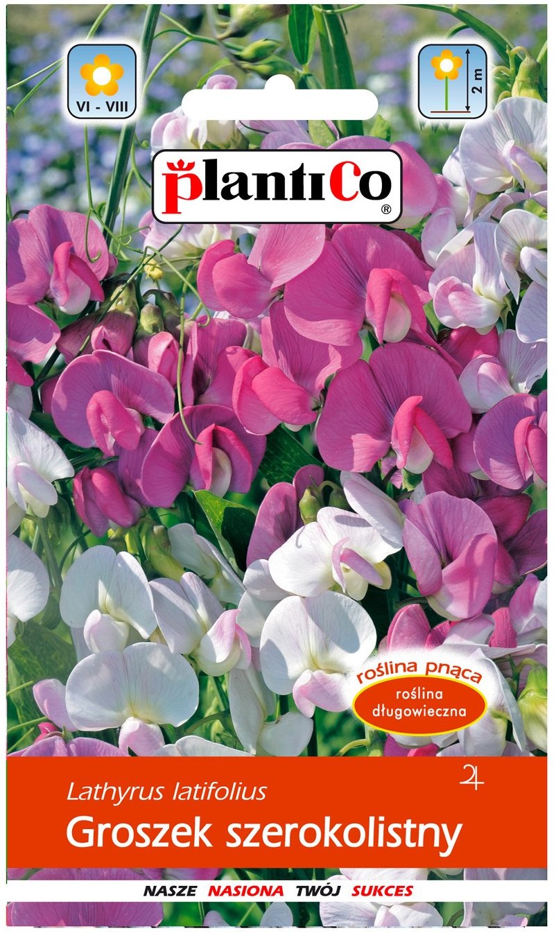 Plantico Groszek szerokolistny