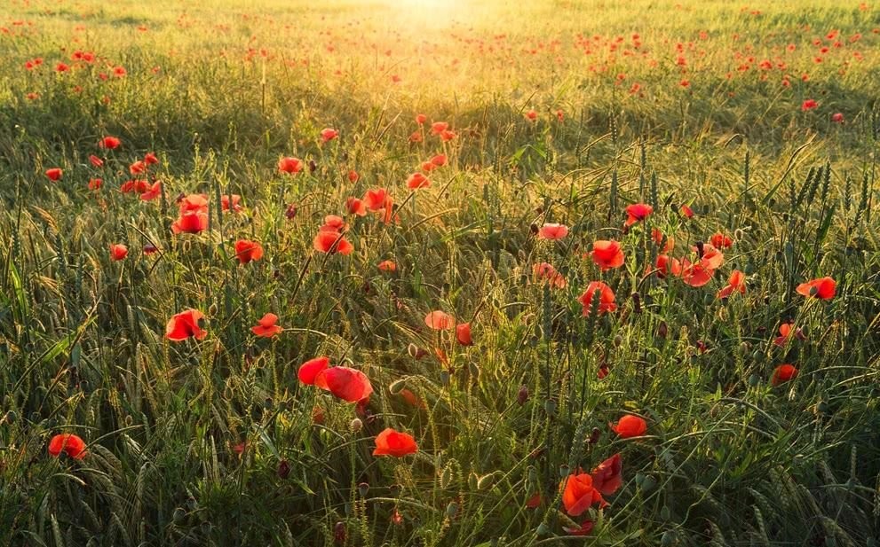 Komar Fototapeta Poppy World I SHX9-071 SHX9-071