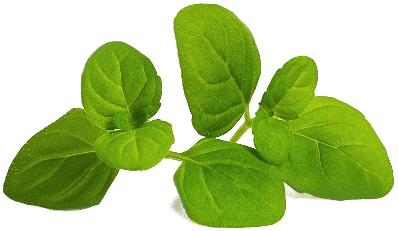 Veritable Veritable wkład nasienny Lingot - mięta lodowa VLIN-A10-Men04B