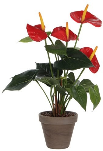 Mica VB 478887 anthurium  Flamingo kwiaty VB 478887