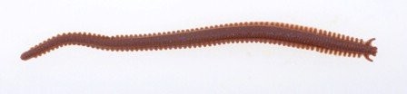 Berkley GULP. Alive. Piasek WORM Camo 15 cm GAPSW6-C
