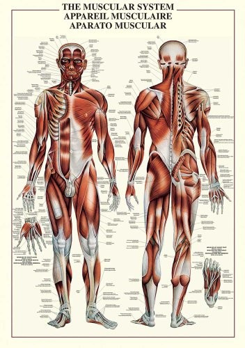 Empire Interactive Empire plakat  plakat  edukacja  nauka  The muscular system  rozmiar (cm), ok. 68 X 98  tekstu na English  plakat 