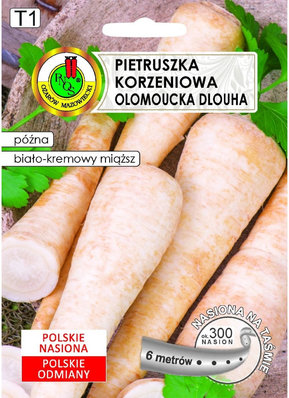 Pnos Pietruszka Korzeniowa Olomoucka Dlouha 6 m