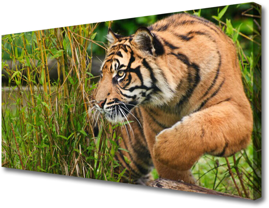 PL Tulup Obraz Canvas Tygrys Zwierzęta 100x50cm