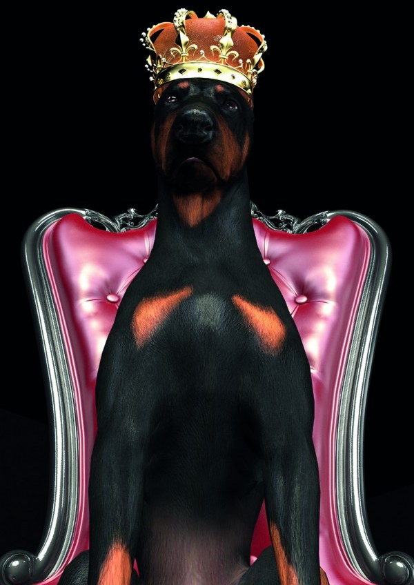 Signal Obraz DOG IN CROWN na szkle 80X120