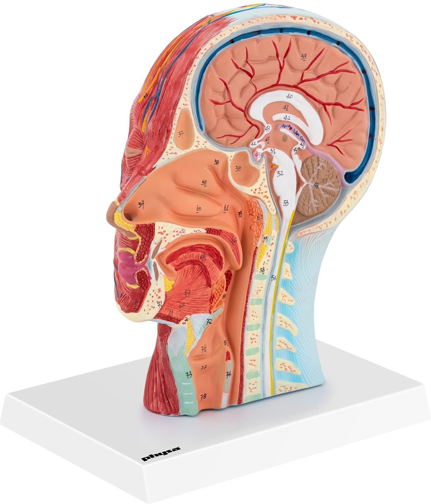 physa physa Głowa i mózg - model anatomiczny PHY-HM-5 - 3 LATA GWARANCJI/DARMOWA WYSYŁKA PHY-HM-5