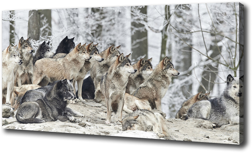 Foto obraz canvas Wilki zimą