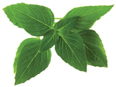 Click&Grow Kapsułki z nasionami Smart Soil 3 szt. bazylia tajska 4742793007533