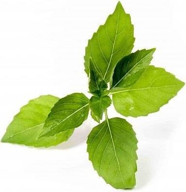 Veritable Veritable wkład nasienny Lingot - bazylia cytrynowa VE-0068555