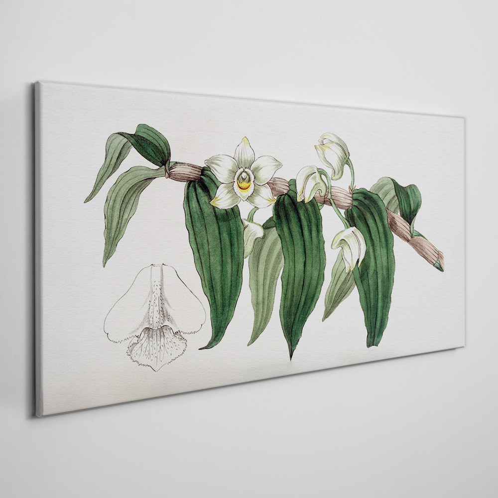PL Coloray Obraz Canvas Rysunek kwiat gałąź orchidea 120x60cm