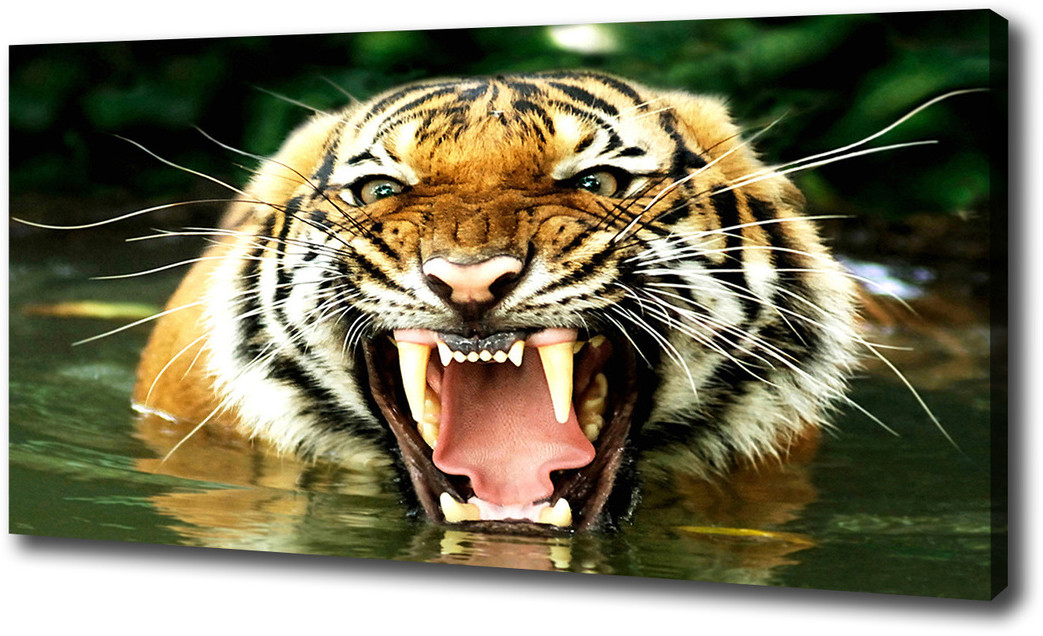 Foto obraz na płótnie Ryczący tygrys