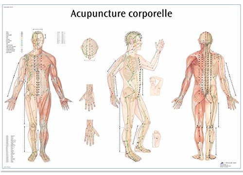 3B Scientific anatomiczne krojenia VR2820UU