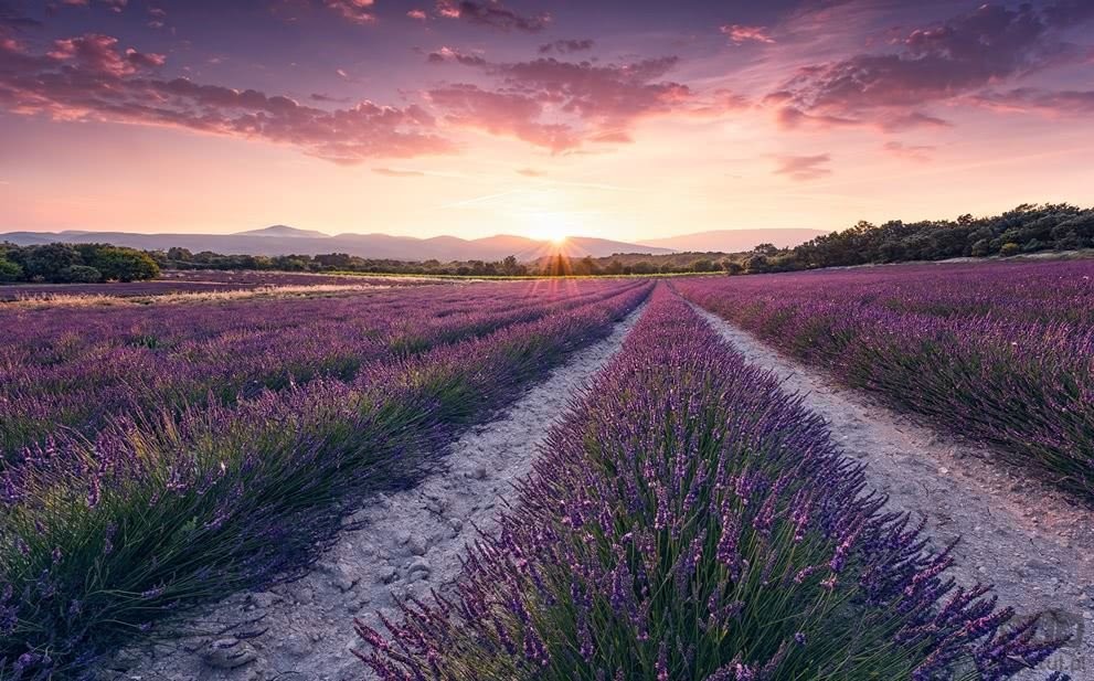 Komar Fototapeta Lavender Dream SHX9-052 SHX9-052