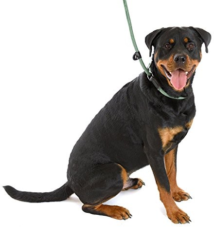Company of Animals clg1 Clix 3 in 1 Slip Lead, zielony, mały 1.2 m