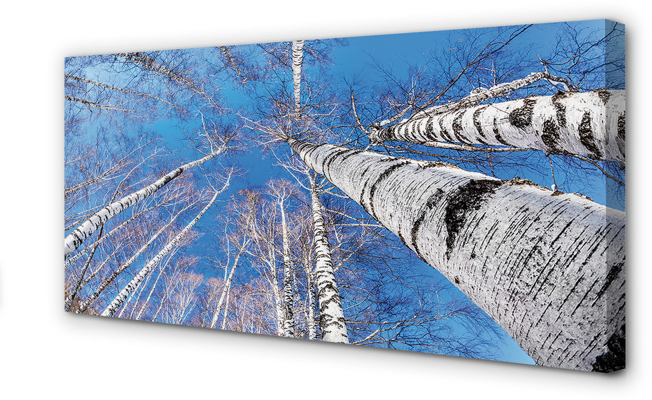 PL Tulup Obrazy na płótnie Brzozy niebo 100x50cm