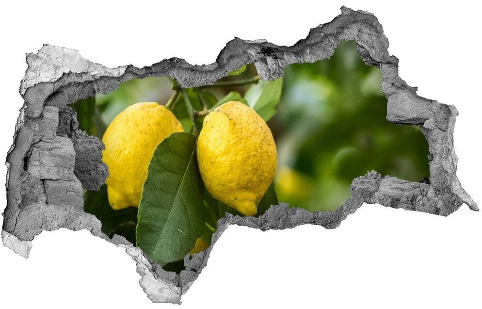 Wallmuralia.pl Samoprzylepna naklejka Cytryny na drzewie