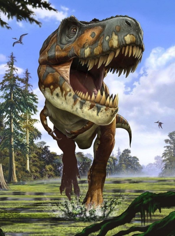 Komar Fototapeta Tyrannosaurus Rex XXL2-532 XXL2-532_opcje