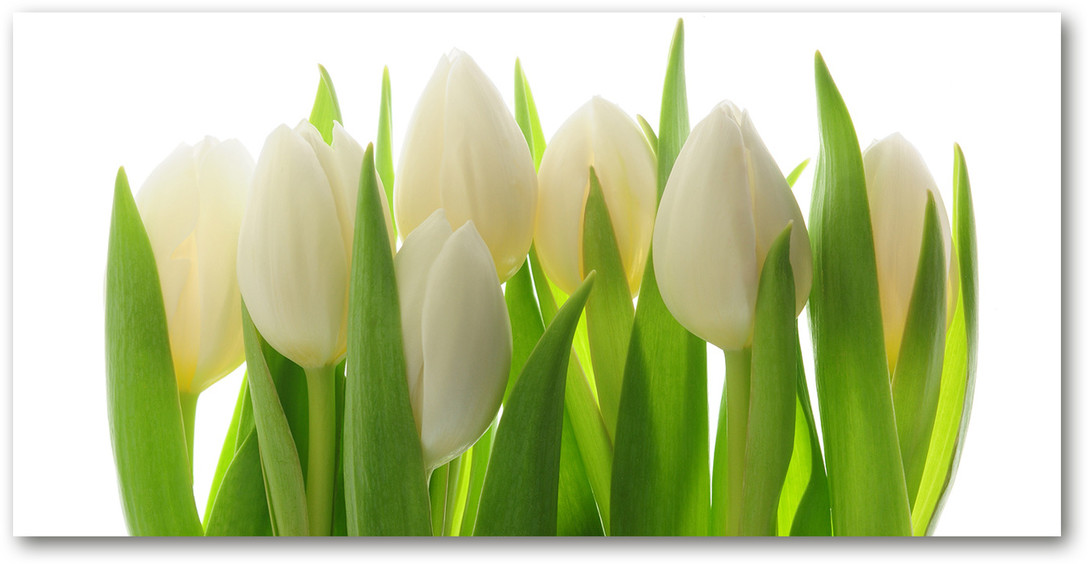 Obraz zdjęcie na ścianę akryl Tulipany