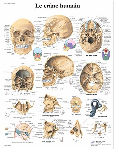 3B Scientific anatomiczne krojenia VR2131UU