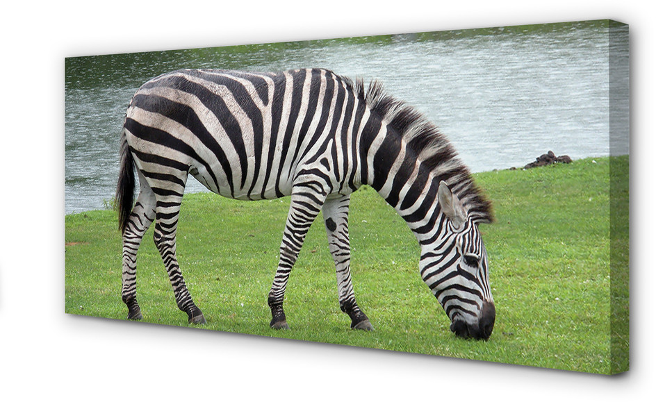 PL Tulup Obrazy na płótnie Zebra 140x70cm