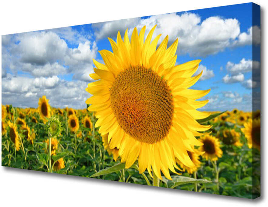 PL Tulup Obraz Canvas Słonecznik Kwiat Roślina 120x60cm