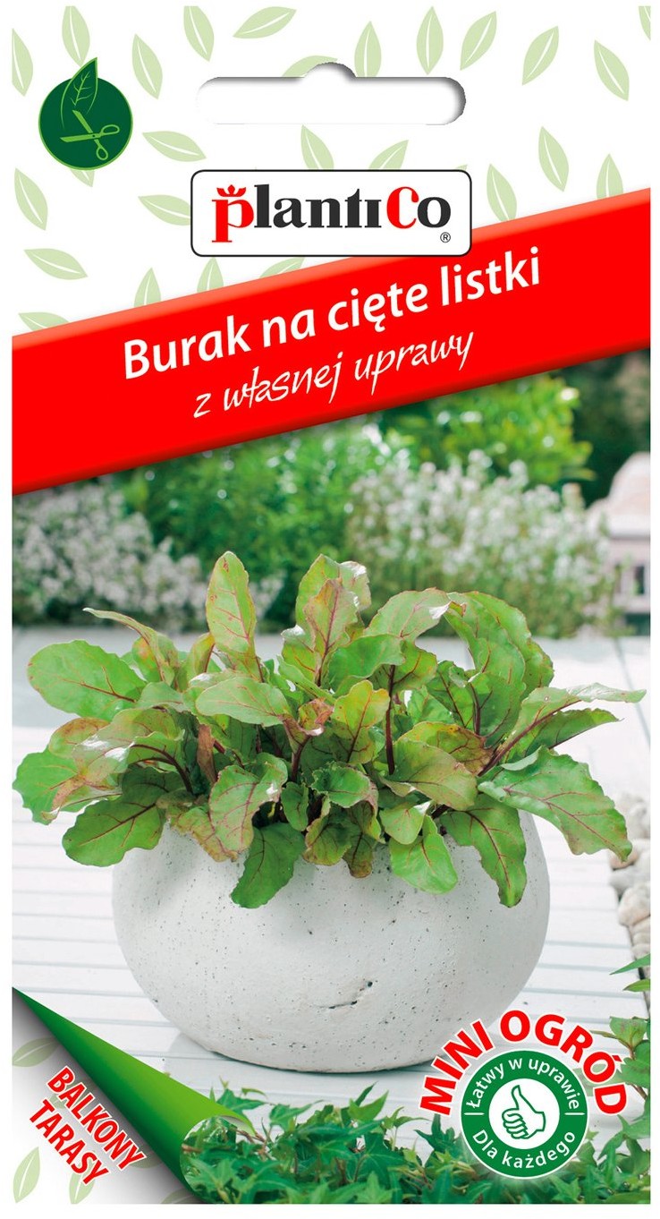 Plantico Burak ćwikłowy Mini Ogród