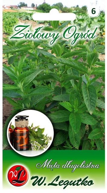 Legutko Mięta długolistna