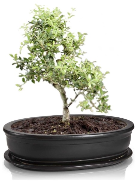 Bonzai owal z podstawką 19 cm 16.036.19