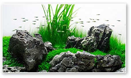 Wave a8011596 zdjęcie na przelocie Amazonia dwustronne w blister, 30 x 60 cm