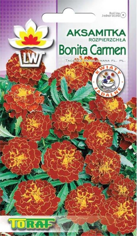 Toraf KWIATY Aksamitka Bonita Carmen nasiona 1g 00284