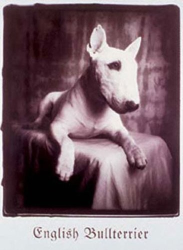 Empire plakat  psy  Bull Terrier, sepia  rozmiar (cm), ok. 64 X 90  plakat plakat zdjęcie psy 14214