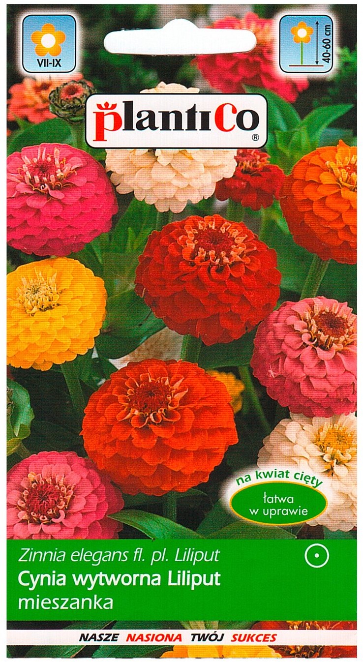 Plantico Cynia wytworna Daliowa Liliput