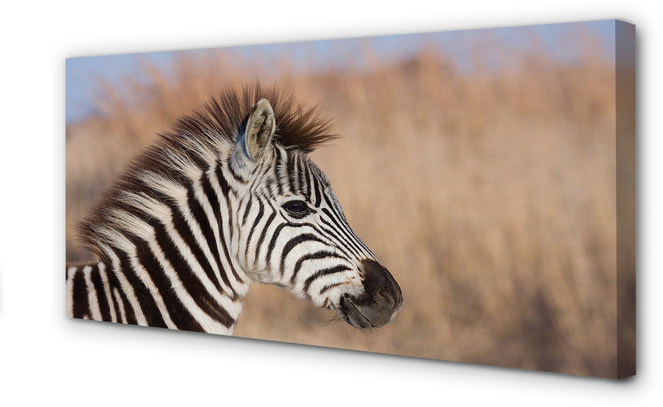 PL Tulup Obrazy na płótnie Zebra 125x50cm