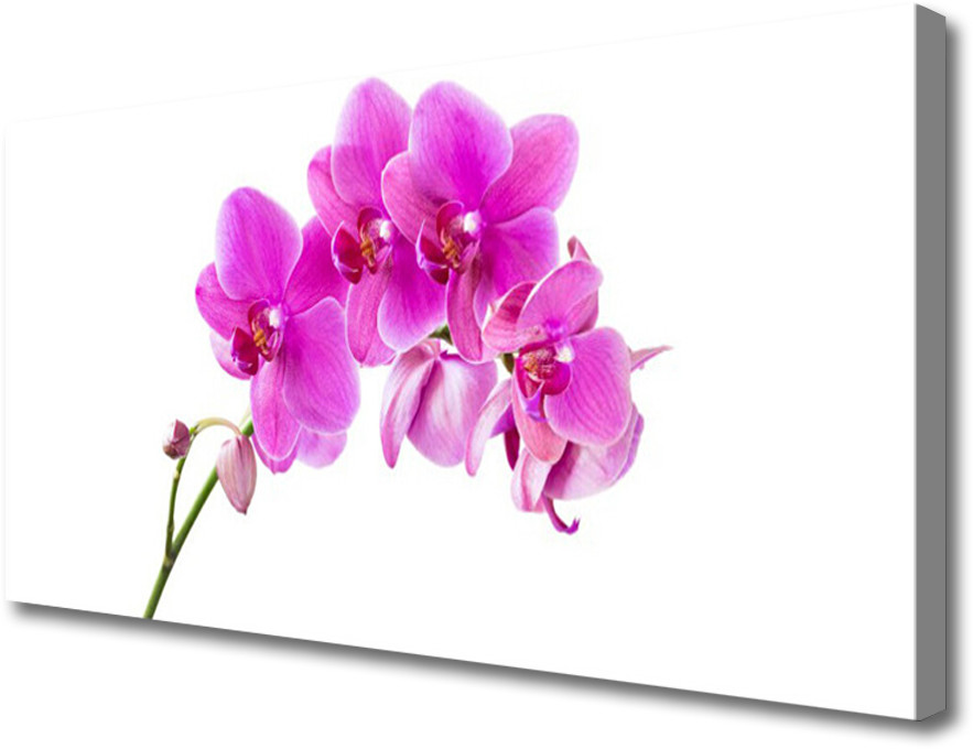 PL Tulup Obraz Canvas Storczyk Kwiat Orchidea 125x50cm