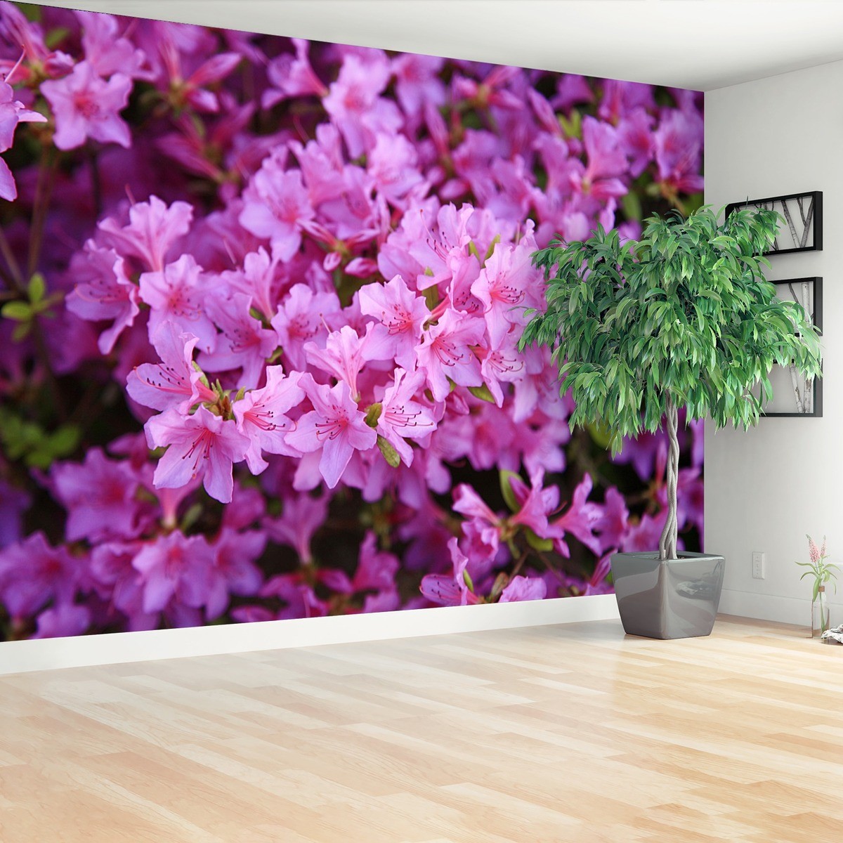 Fototapeta Rododendron Różowy