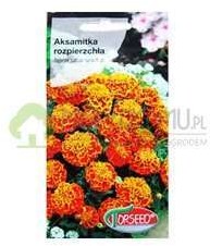 Torseed Aksamitka rozpierzchła pomarańczowa 1g