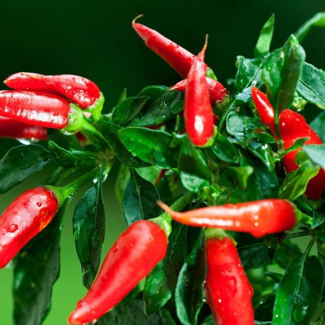 Papryczki chilli doniczka 15 cm