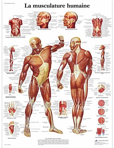 3B Scientific anatomiczne krojenia VR2118UU