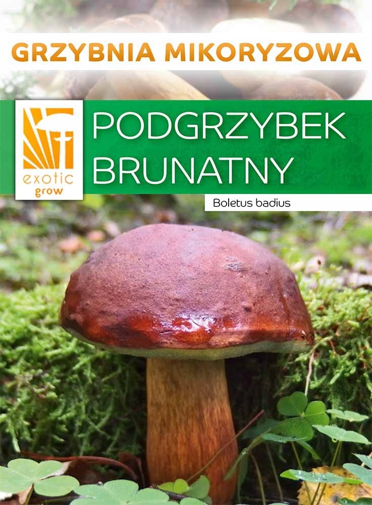 Podgrzybek Brunatny grzyby leśne Grzybnia mikoryza