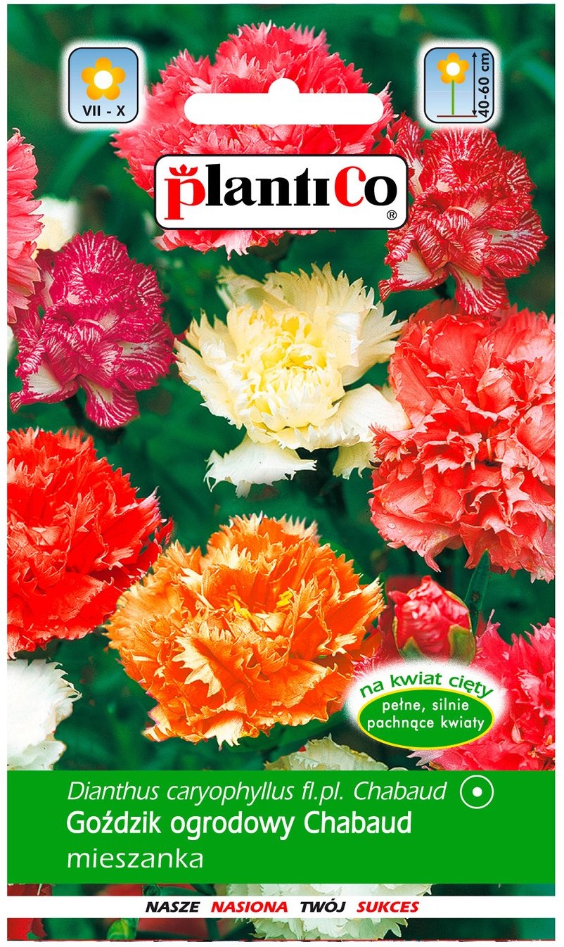 Plantico Goździk Chabaud mix