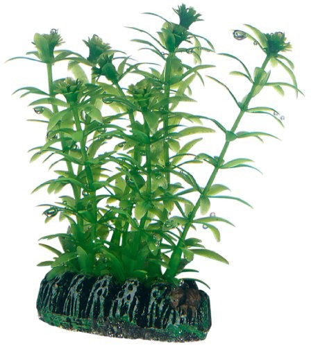 Hobby lagarosiphon, 7 cm