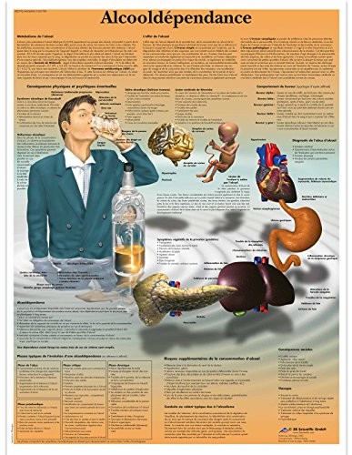 3B Scientific anatomiczne krojenia VR2792UU