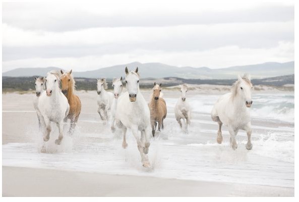Fototapeta White Horses 368 x 254 cm