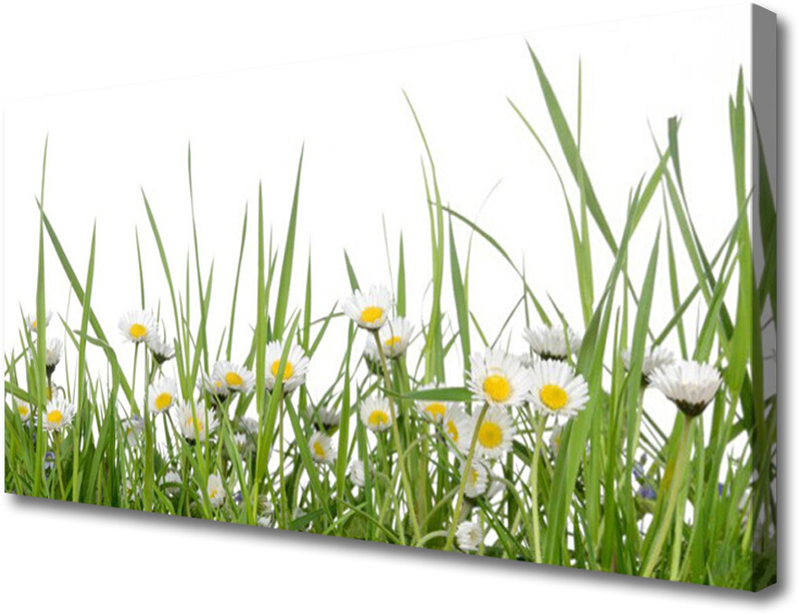 PL Tulup Obraz na Płótnie Trawa Stokrotki Natura 100x50cm