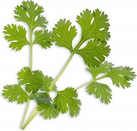 Veritable Veritable wkład nasienny Lingot - kolendra VE-0068266