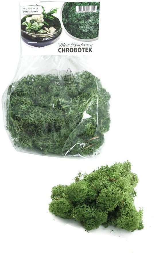 Mech chrobotek ciemnozielony 40 g dekoracyjny do lasu w słoiku