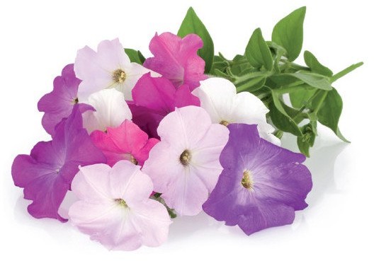 Click&Grow Kapsułki z nasionami Smart Soil 3 szt. petunia 4742793007441